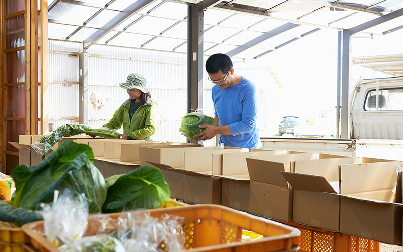 野菜の梱包作業