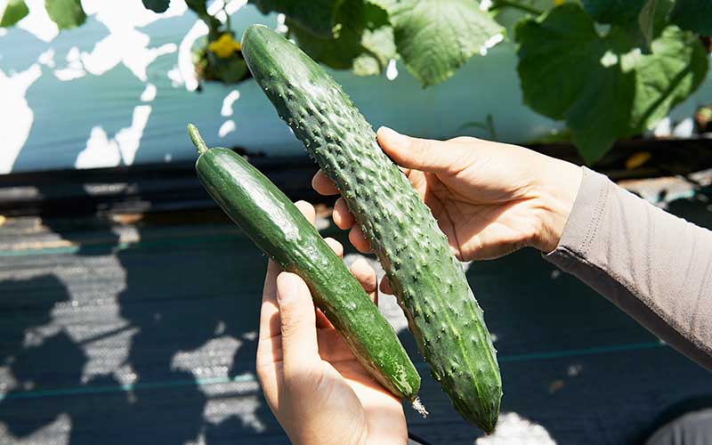 大きさが違うキュウリとスウヨウ