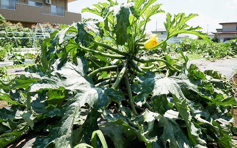 大きくたくましく植わるズッキーニ