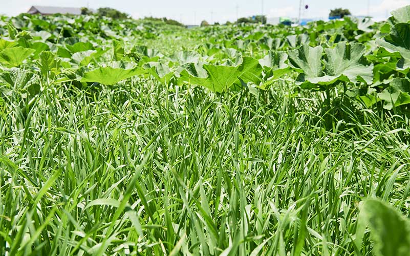 草が生い茂るカボチャ畑