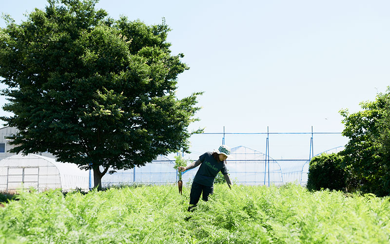 人参畑で生育具合をみる伏見さん