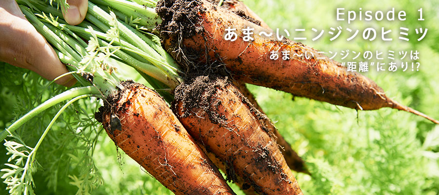 久松農園のニンジン写真