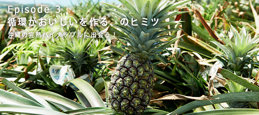 カナンファームのパイナップル畑