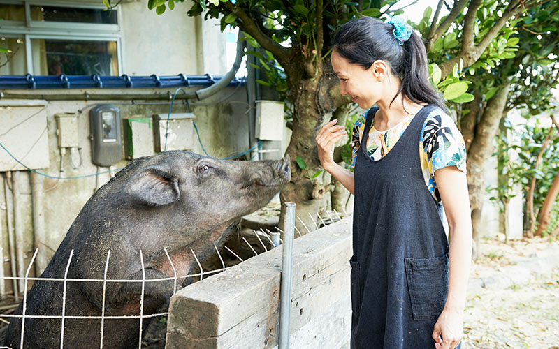 おだやかな表情のあぐー豚と、向き合う笑顔の女性