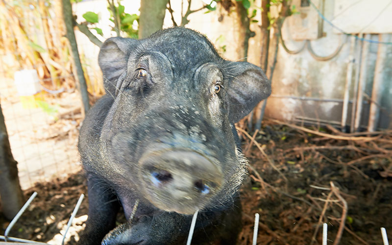 ひと懐っこい、看板豚カイくん