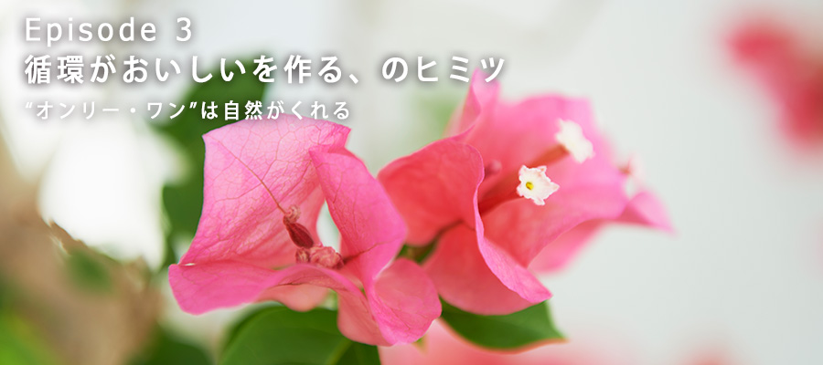 美しく咲く、ブーゲンビリヤの花