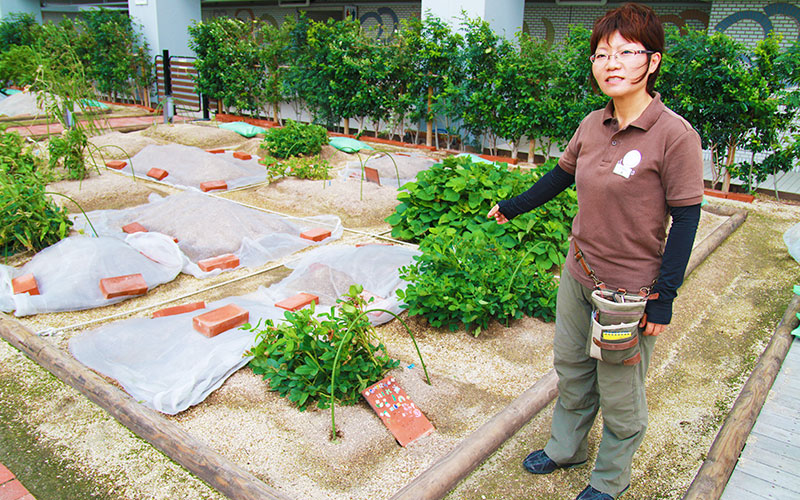 キレイに区画割りされた農地を説明する森さん