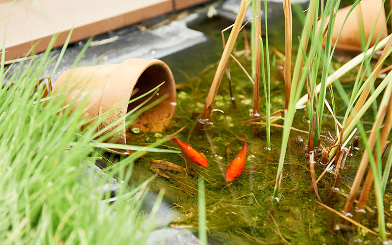 屋上緑化は緑だけでなく、金魚を泳がす水場もあります