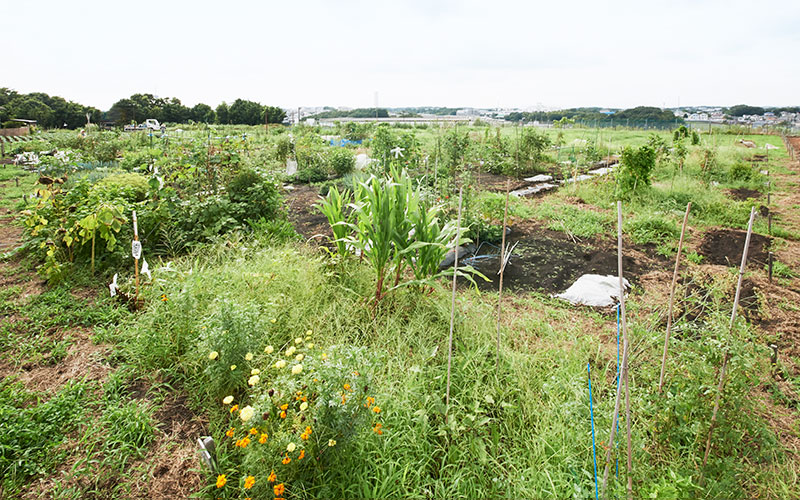 様々な作物が区画に分かれて色々植わっている農作地