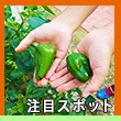 エピソード4-1へのリンク
