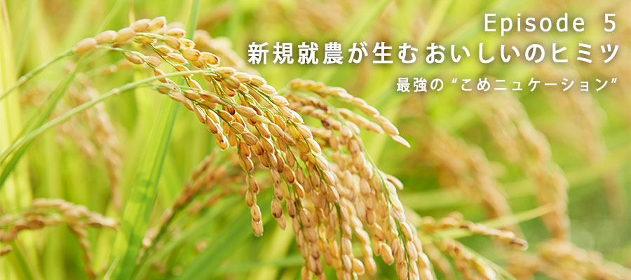 森さんの田んぼで黄金色に実った稲穂