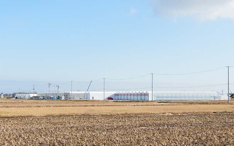 大きなハウスがずらりと並んでいる風景