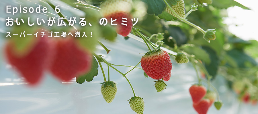 たわわに実っているイチゴ