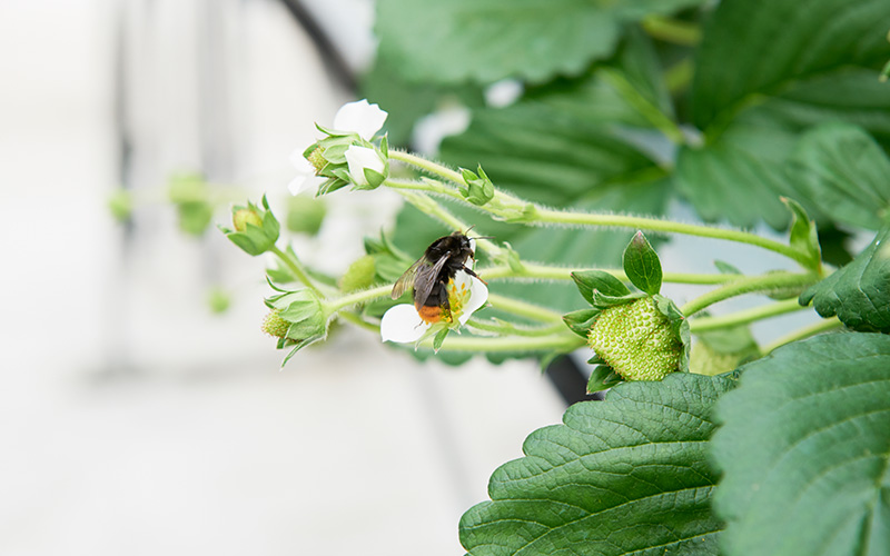 ミツバチがイチゴの花にとまっている様子