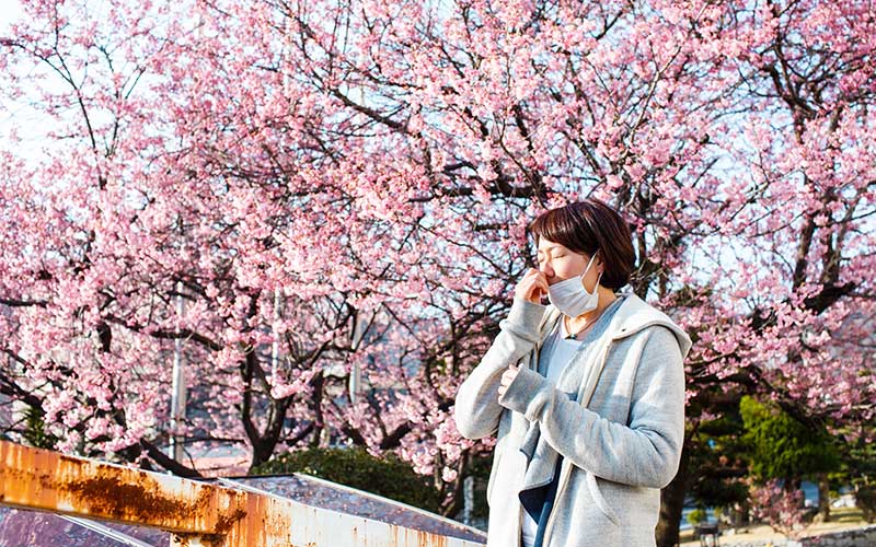 きれいな桜も目に入らず鼻を押さえるマスク姿の記者