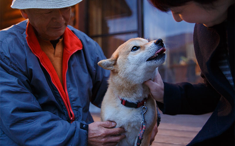 看板犬の小春ちゃんは愛嬌のある小柄な柴犬