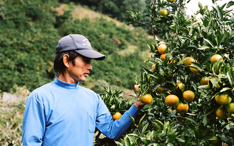 無茶々園の農家さんと柑橘の木