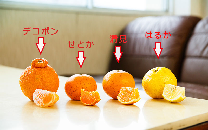 左から、デコポン、せとか、清見、はるか