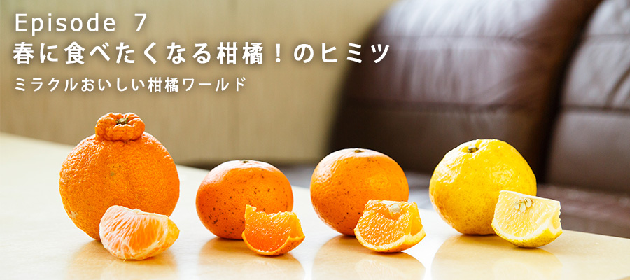 無茶々園のおいしい柑橘たちが並ぶ