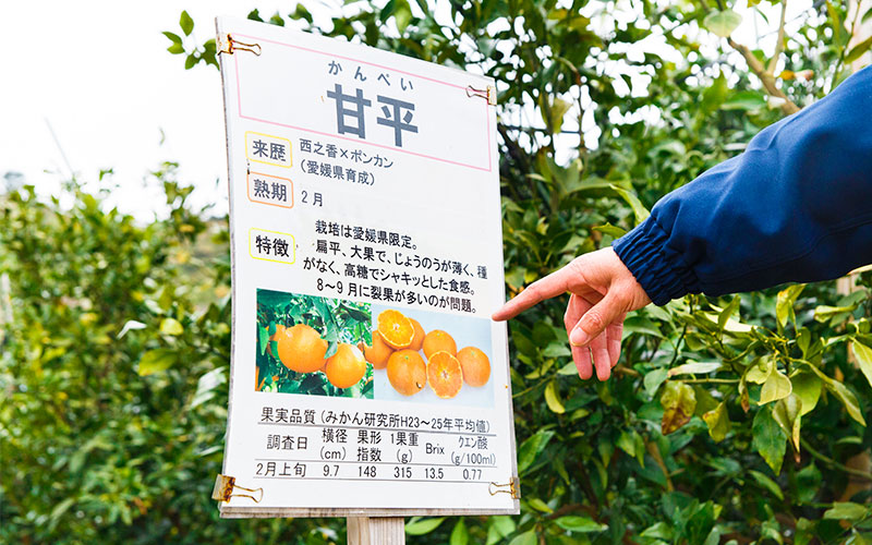甘平の木の前に設置された「甘平」について解説してあるパネル。