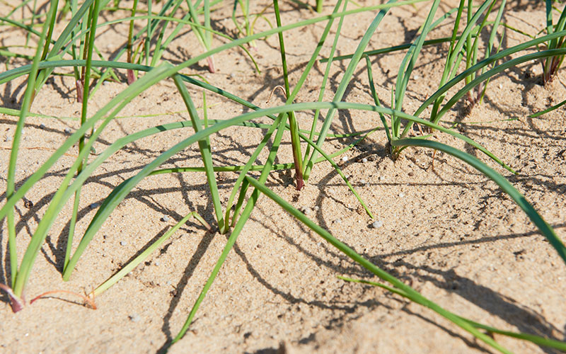 砂地にしっかり植わっているラッキョウ