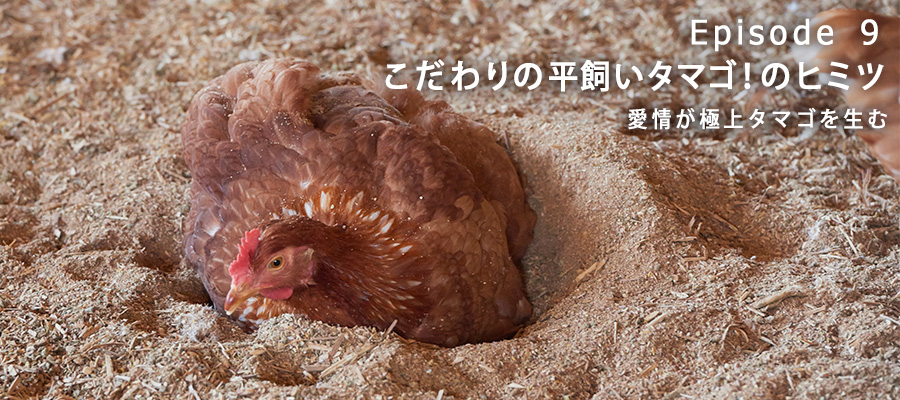 気持ち良さそうに砂浴びをするコッコちゃん